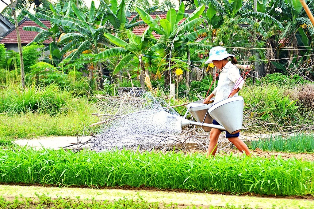 Tra Que © Loi Nguyen Duc/Flickr