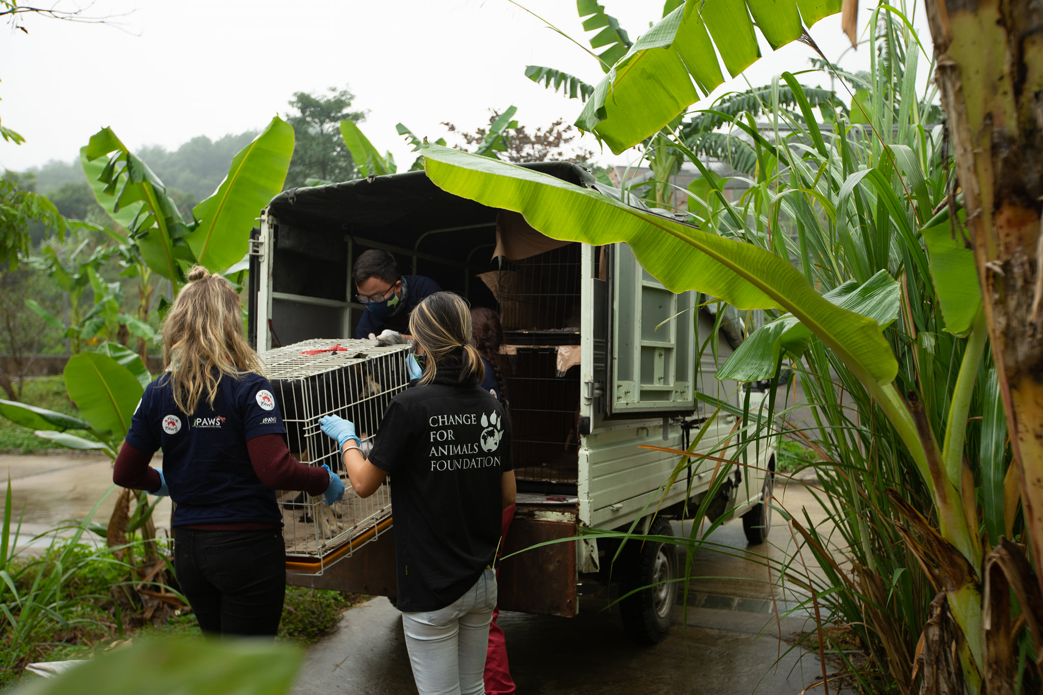 The Vietnam cat and dog slaughterhouse is CLOSED!!